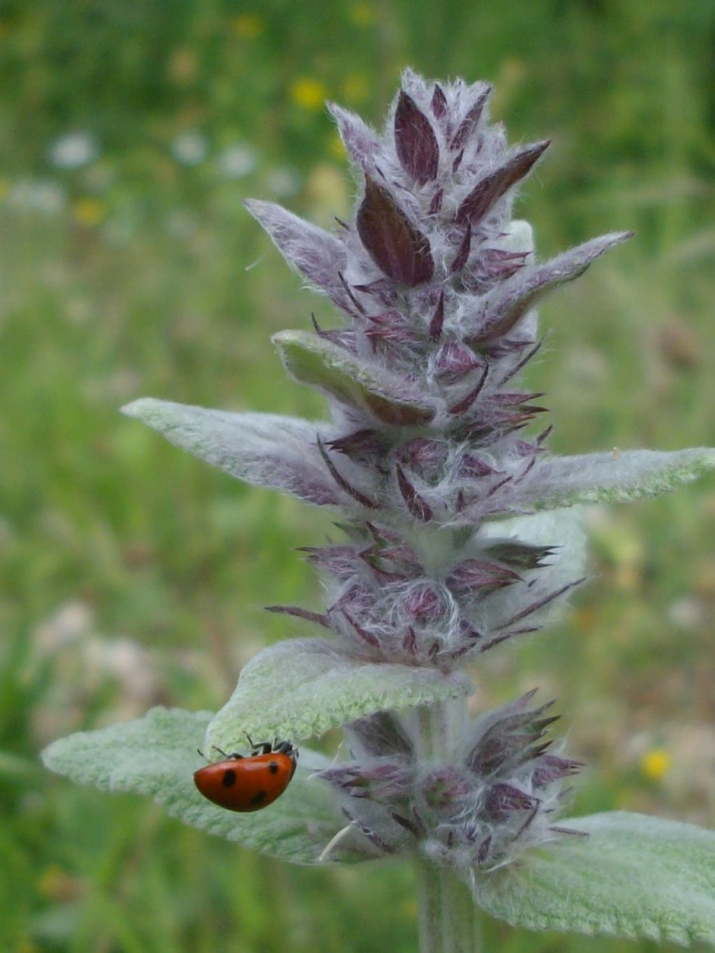 identificazione pianta erbacea - Stachys cfr. germanica